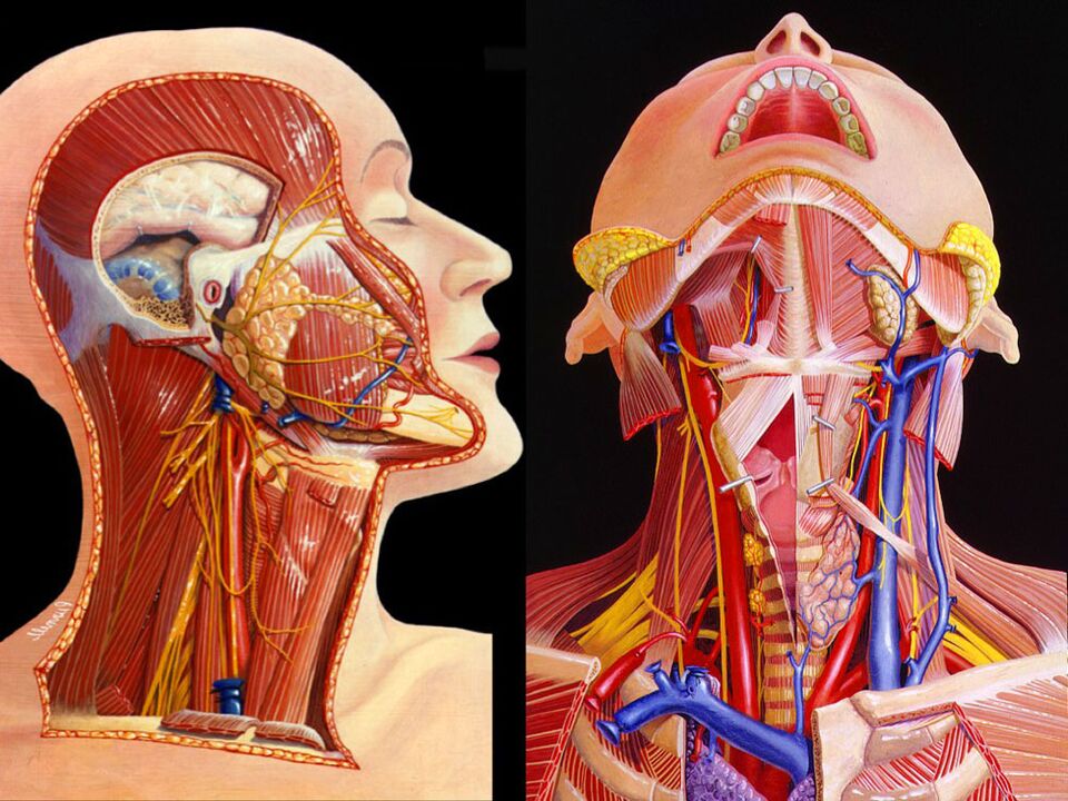 kaklo anatomija
